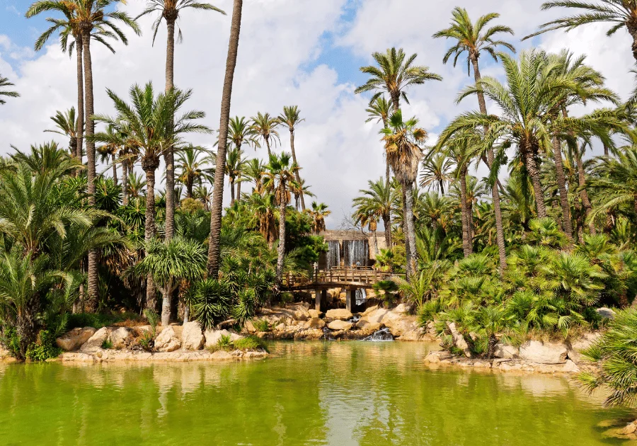 el palmeral alicante visitar